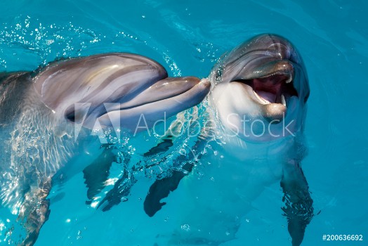 Picture of Group of cute smart dolphins in the ocean